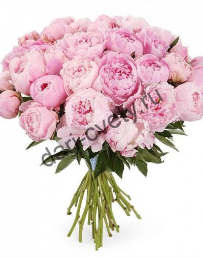 Купить цветы пионы в раменском лучшая доставка цветов москва